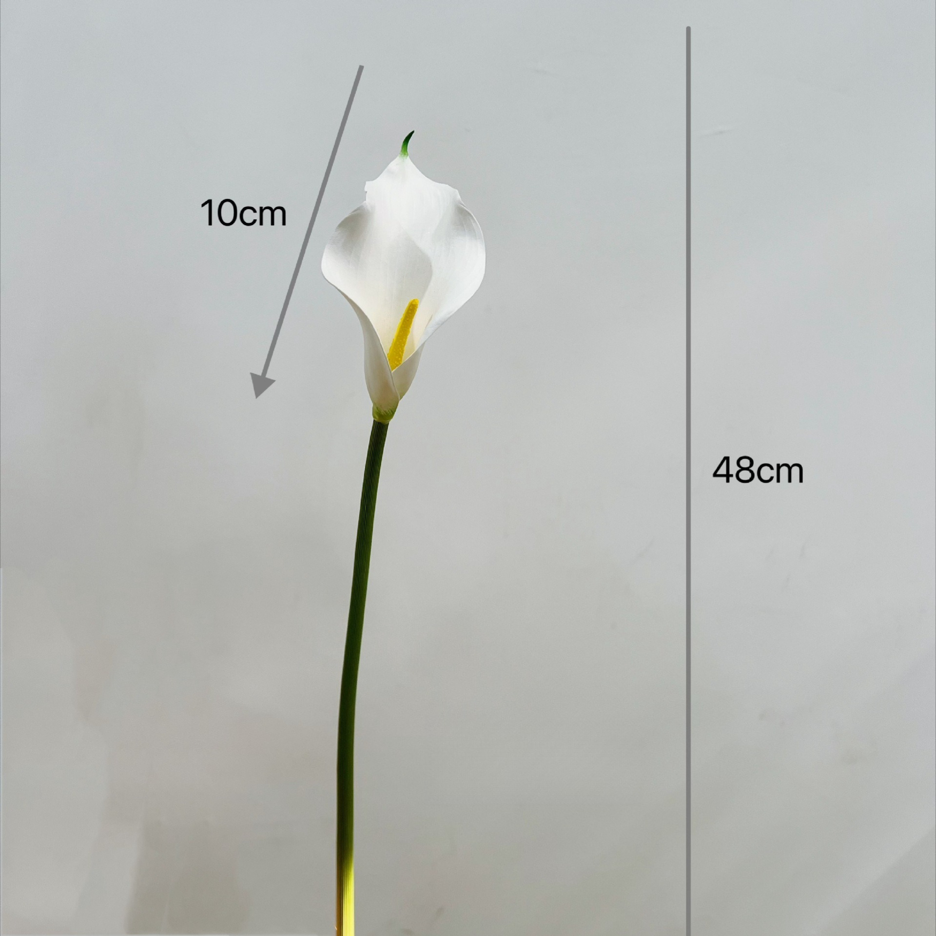 18.9 Inch Single Stem Artifici - Photography Graduation reseña y precio
